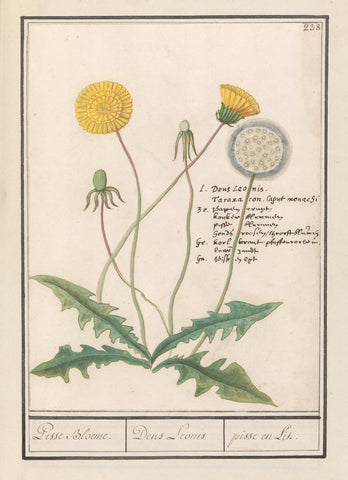 Dandelion (Taraxacum officinale), Anselm Boëtius de Boodt, 1596 - 1610 Canvas Print