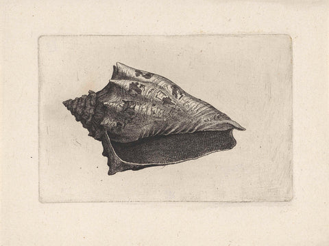 Shell, voluta ebraea, Wenceslaus Hollar, 1644 - 1652 Canvas Print