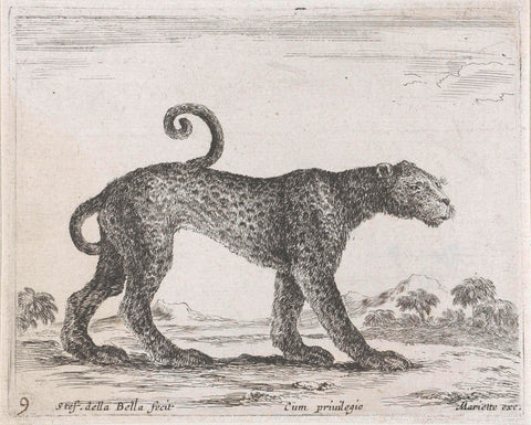 Leopard, Stefano della Bella, 1620-1664 Canvas Print