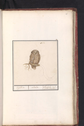 Eurasian Pygmy Owl, Anselm Boetius de Boodt, 1596 - 1610 Canvas Print