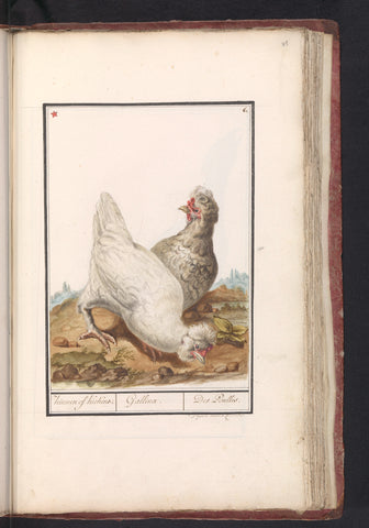 Two chickens (Gallus gallus domesticus), anonymous, 1790 - 1814 Canvas Print