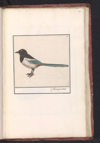 Magpie (Pica pica), Anselm Boëtius de Boodt, 1596 - 1610 Canvas Print