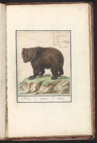 European brown bear (Ursus arctos arctos), Anselm Boëtius de Boodt, 1596 - 1610 Canvas Print