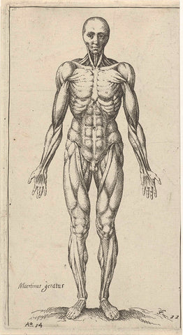 Muscles in the male body, Pieter Feddes van Harlingen, 1614 Canvas Print