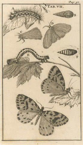 Caterpillars, pupae and butterflies VII, Jan Luyken, 1680 Canvas Print