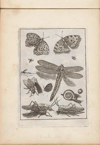 Insects, anonymous, 1635 - 1660 Canvas Print