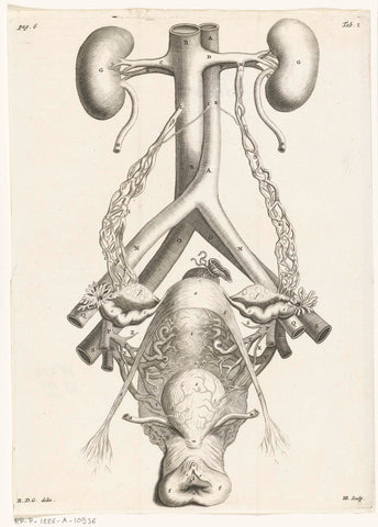 Anatomical depiction of the female genitals and kidneys, Hendrik Bary, 1672 Canvas Print