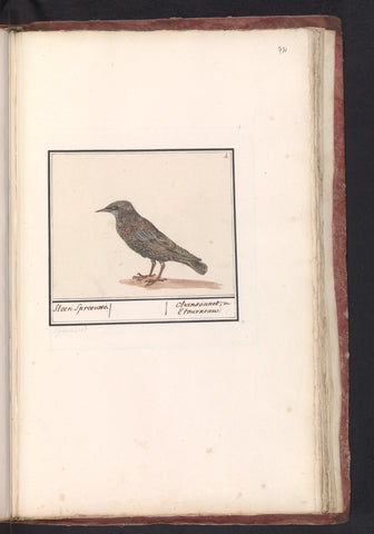 Starling (Sturnus vulgaris), Anselm Boëtius de Boodt, 1596 - 1610 Canvas Print