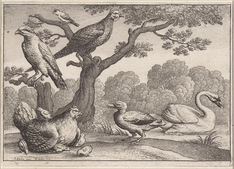 Swan, chicken with chicks and other birds, Wenceslaus Hollar, 1654 Canvas Print