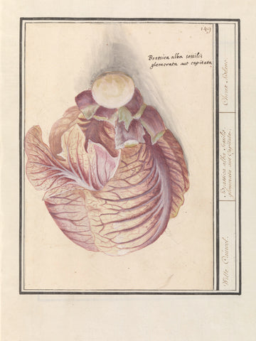 White cabbage (Brassica oleracea), Anselm Boëtius de Boodt, 1596 - 1610 Canvas Print