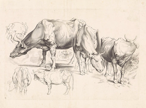 Studies of cattle, Paulus Pontius, 1616 - 1657 Canvas Print