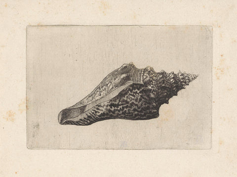 Schelp, hemifusus ternatanus, Wenceslaus Hollar, 1644 - 1652 Canvas Print