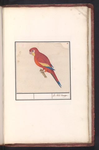 Red parrot, Anselm Boëtius de Boodt, 1596 - 1610 Canvas Print