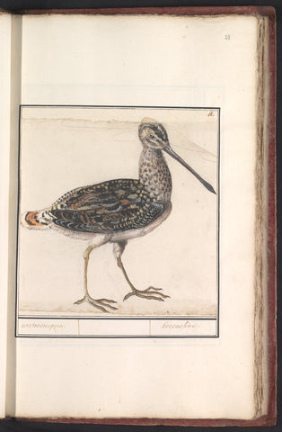 Snipe (Gallinago gallinago), Anselm Boëtius de Boodt, 1596 - 1610 Canvas Print