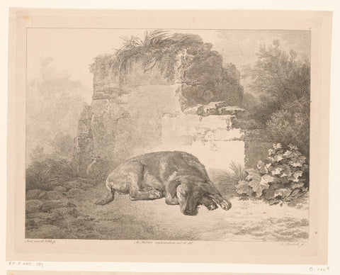 Sleeping dog in front of a wall, Adam von Bartsch, 1809 Canvas Print