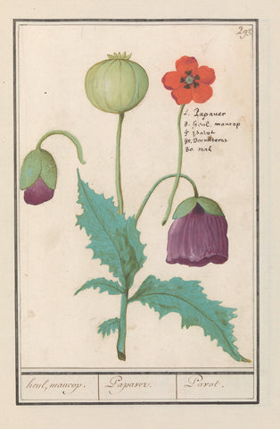 Papaver, Anselm Boëtius de Boodt, 1596 - 1610 Canvas Print