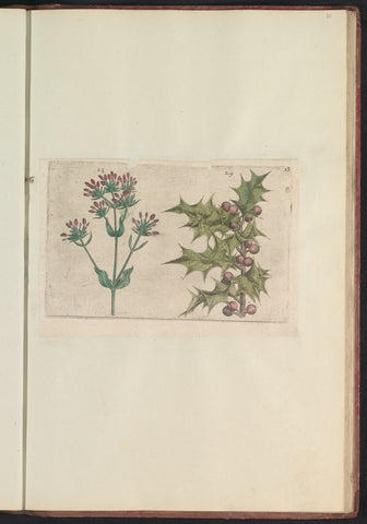 Centipede (Centaurium erythraea) and holly (Ilex aquifolium), anonymous, 1640 Canvas Print