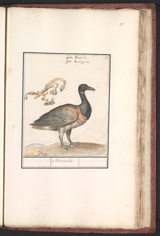 Rotgans (Branta bernicla), Anselm Boëtius de Boodt, 1596 - 1610 Canvas Print