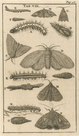 Caterpillars, pupae and butterflies VIII, Jan Luyken, 1680 Canvas Print