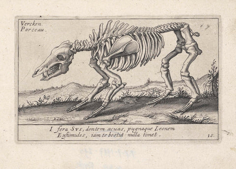 Skeleton of a pig, Andries Jacobsz. Stock, 1625 - 1626 Canvas Print