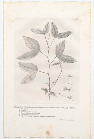 Bauhinia divaricata, Jan Wandelaar, 1738 Canvas Print