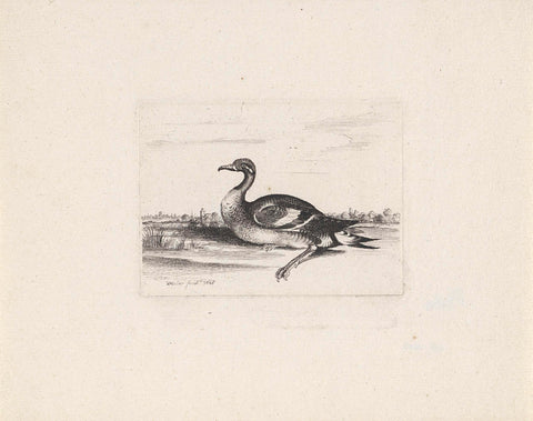 Water bird, Wenceslaus Hollar, 1646 Canvas Print