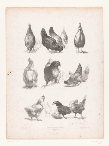 Studies of sixteen chickens, Jules Joseph Augustin Laurens, 1865 - 1878 Canvas Print