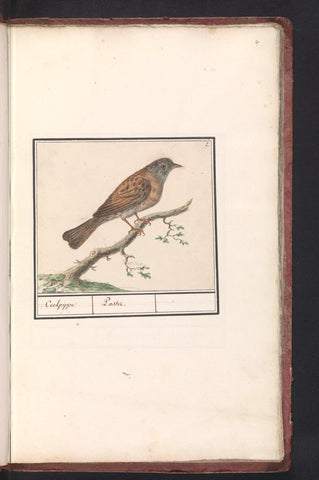 Dunnock, Anselmus Boëtius de Boodt, 1596 - 1610 Canvas Print