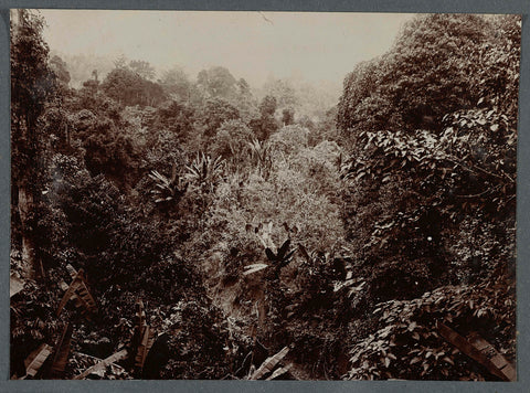 Jungle, anonymous, 1903 - 1913 Canvas Print