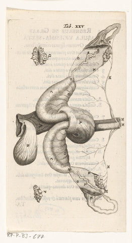 Anatomical depiction of the ovaries and fallopian tubes, Hendrik Bary, 1672 Canvas Print