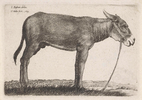 Ezel, Wenceslaus Hollar, 1649 Canvas Print