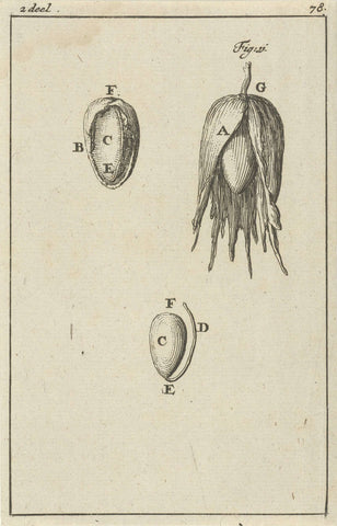 Three images of the development of a hazelnut, Jan Luyken, 1684 Canvas Print