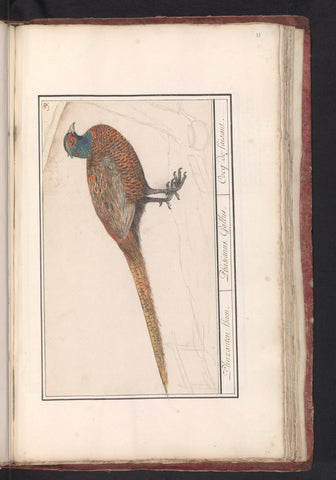 Pheasant (Phasianus colchicus), Anselm Boetius de Boodt, 1596 - 1610 Canvas Print