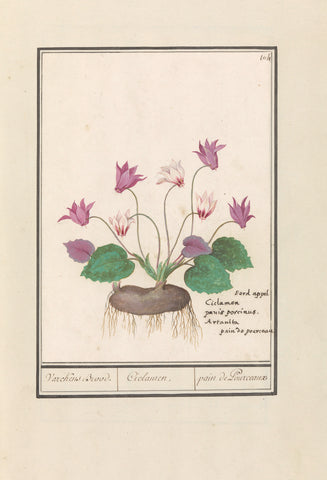 Cyclamen (Cyclamen), Anselm Boëtius de Boodt, 1596- 1610 Canvas Print