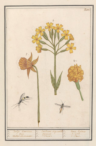 Narcis (Narcissus), Golden primrose (Primula veris) and Marigold (Marigold), Anselmus Boëtius de Boodt, 1596 - 1610 Canvas Print