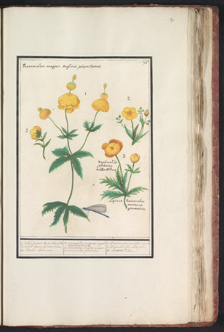 Buttercups (Ranunculus), Anselm Boëtius de Boodt, 1596 - 1610 Canvas Print