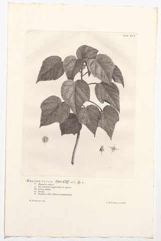 Heliocarpus americanus, Jan Wandelaar, 1738 Canvas Print