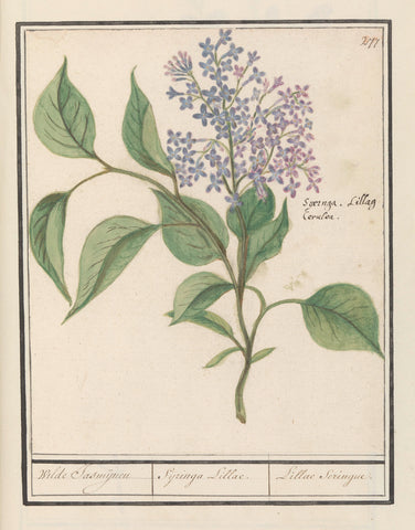 Sering (Syringa vulgaris), Anselm Boëtius de Boodt, 1596 - 1610 Canvas Print