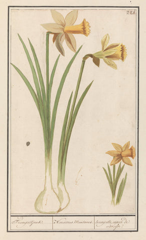 Wild daffodil (Narcissus pseudonarcissus), Anselm Boetius de Boodt, 1596 - 1610 Canvas Print