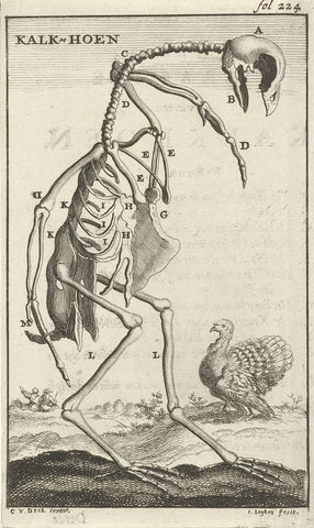 Skeleton of a turkey, Jan Luyken, 1680 Canvas Print