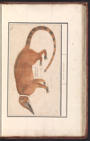 South American coati (Nasua nasua), Anselm Boëtius de Boodt, 1596 - 1610 Canvas Print