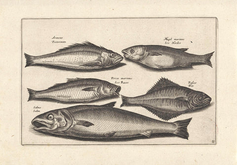 Salmon and four other fish, anonymous, 1634 Canvas Print