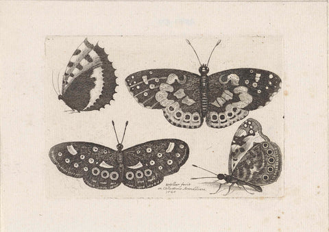 Four butterflies, Wenceslaus Hollar, 1646 Canvas Print