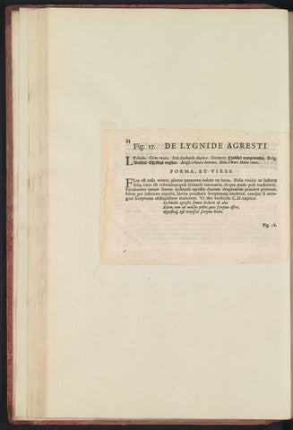 Fig. 17 'De Lygide Agresti' in De Boodt's herbarium of 1640, Anselm Boëtius de Boodt, 1640 Canvas Print