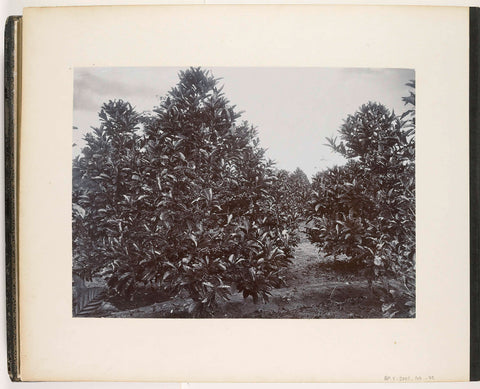 Fruited coffee trees, Sumatra (reifer Kaffee), Carl J. Kleingrothe, c. 1885 - 1900 Canvas Print