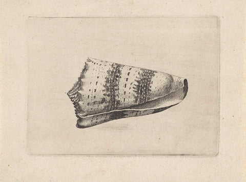 Shell, cone imperialis, Wenceslaus Hollar, 1644 - 1652 Canvas Print