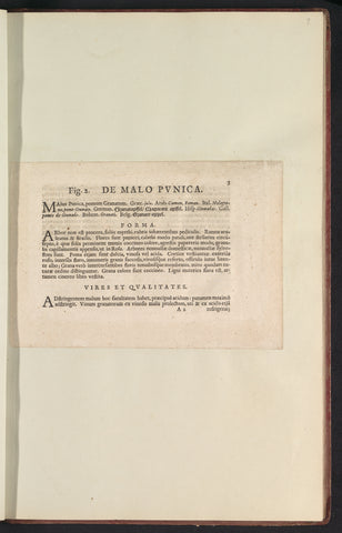 Fig. 2 'De Malo Pvnica' in De Boodt's herbarium of 1640, Anselm Boëtius de Boodt, 1640 Canvas Print