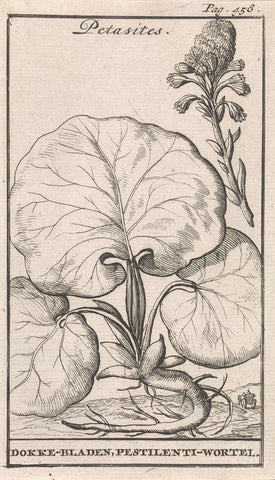 Petasites, Caspar Luyken, 1698 Canvas Print