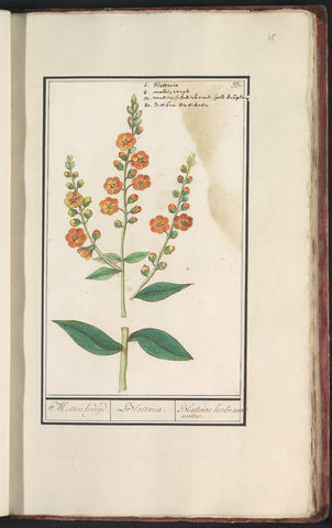 Mothweed (Verbascum blattaria), Anselm Boëtius de Boodt, 1596 - 1610 Canvas Print