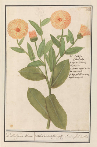 Marigold (Calendula officinalis), Anselm Boëtius de Boodt, 1596 - 1610 Canvas Print